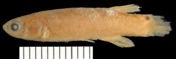 Media type: image;   Ichthyology 99089 Aspect: lateral